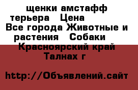 щенки амстафф терьера › Цена ­ 30 000 - Все города Животные и растения » Собаки   . Красноярский край,Талнах г.